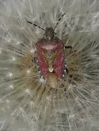 Bessenschildwants [Dolycoris baccarum]